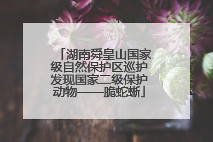 湖南舜皇山国家级自然保护区巡护发现国家二级保护动物——脆蛇蜥